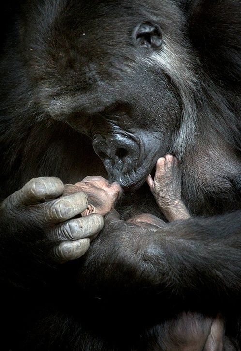 ape love 1