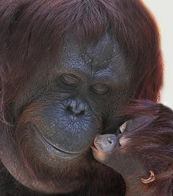 ape love 3